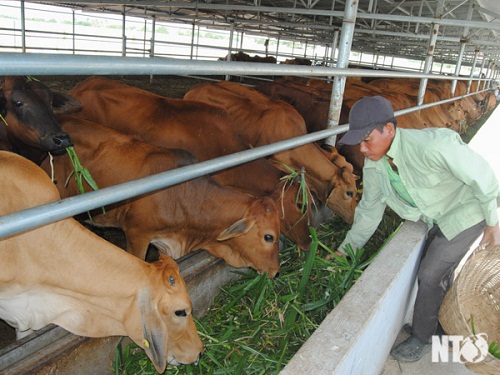 Thực hiện chăn nuôi an toàn sinh học là biện pháp hữu hiệu góp phần phát