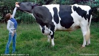 Chú bò lớn nhất thế giới